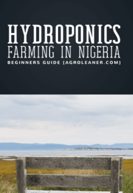Blossoming Beyond Boundaries: Soilless Farming Revolution in Nigeria.